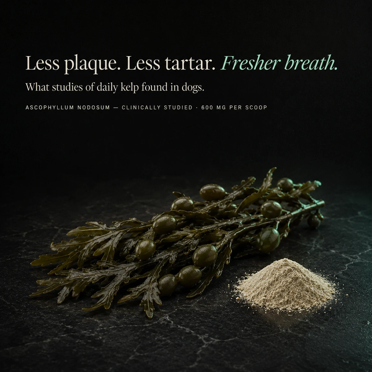 Less plaque, less tartar, fresher breath: what studies of daily kelp found in dogs; Ascophyllum nodosum, 600 mg per scoop